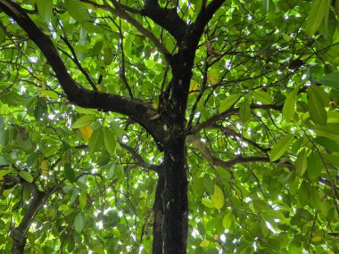 Güzel botanik fotoğrafı, doğal duvar kağıdı.
