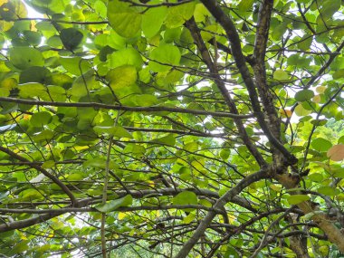 ağaç üzerindeki yeşil yaprakların yakın çekim