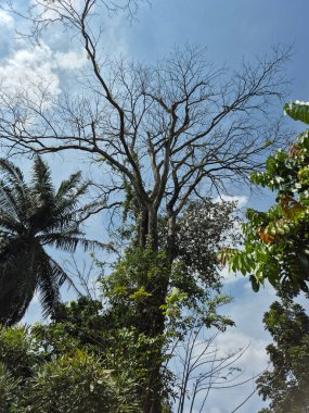 Ormandaki ağaç, tropikal bitki örtüsü, çevre