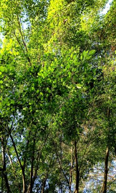 Parktaki yeşil ağaçlar.