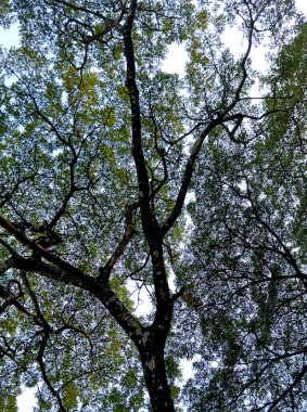 Ağaç dalları, bitki örtüsü.