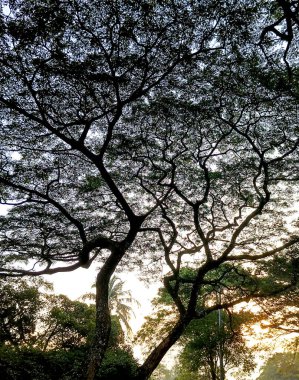 Parkın güzel manzarası