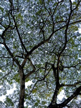 Ormanda yeşil yapraklar