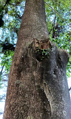 Ormanın güzel manzarası