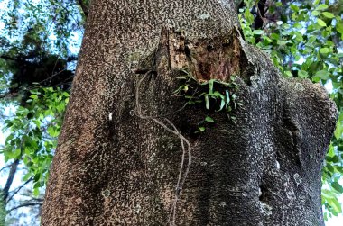 Ormandaki bir ağacın yeşil gövdesi