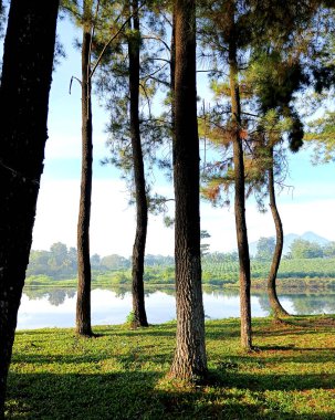 Parktaki nehrin güzel manzarası