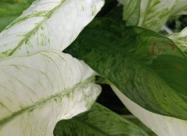 Yeşil yaprak dokusunu kapat.