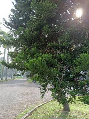 Parkın güzel manzarası