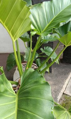 yeşil yapraklar, bitkiler ve yapraklar