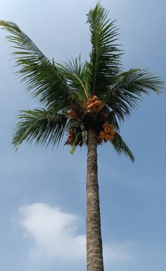 Mavi gökyüzü arka planında palmiye ağacı