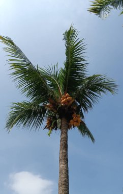 Gökte bir palmiye ağacı.