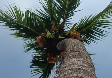 Güzel botanik fotoğrafı, doğal duvar kağıdı.