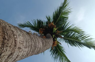 Mavi gökyüzü arkaplanındaki palmiye ağacı