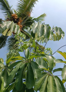 Meyveli muz ağacı, yeşil yapraklı.