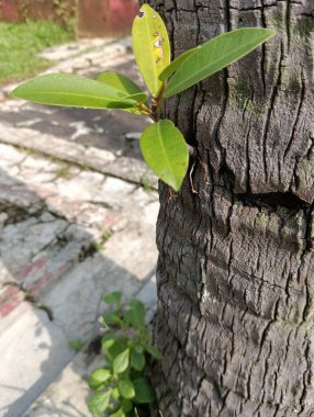 Bahçede yeşil yapraklar