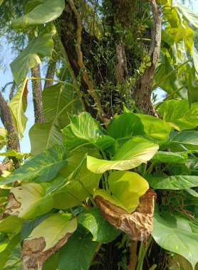 Ormanda yeşil muz ağacı, tropikal bitki