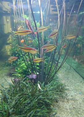 Güzel botanik fotoğrafı, doğal duvar kağıdı.