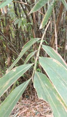 Ormanda yeşil yapraklar