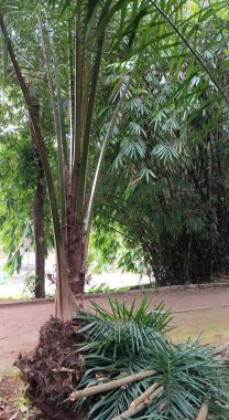 Doğanın güzel manzarası