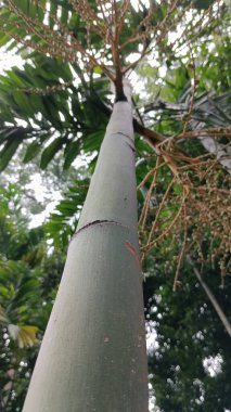 Ağaçtaki yeşil yapraklar