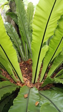 Bahçedeki palmiye ağacı