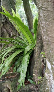 Güzel botanik fotoğrafı, doğal duvar kağıdı.