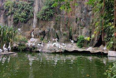 Parktaki göletin güzel bir görüntüsü.