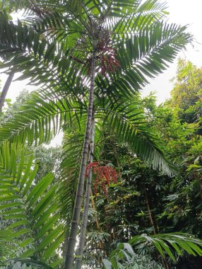 Palmiye yaprakları, bitki.