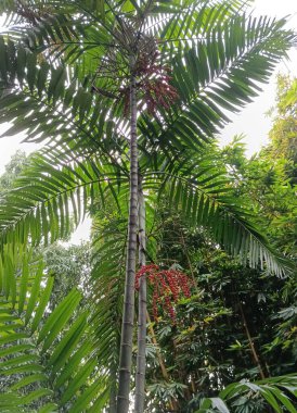 Bahçedeki palmiye ağacı