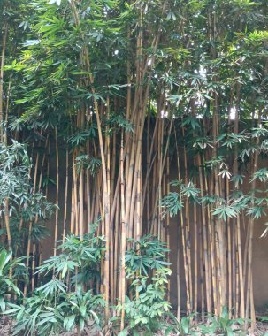 Parktaki bambu ormanı.