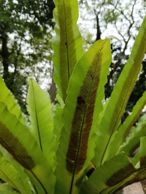 Yeşil yapraklar, bitki yaprakları.