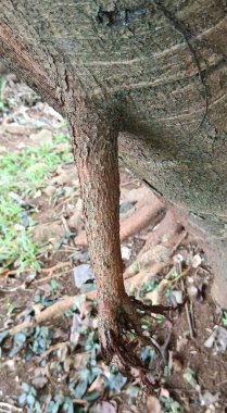 Bir ağaç gövdesini kapatın.