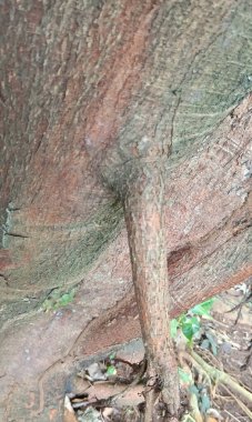 Bir ağaç gövdesini kapatın.