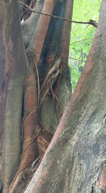 ağaç kökleri dokusu, doğa ve arkaplan