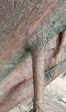 Ağaç kabuğu dokusunu kapat.