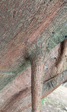 ağaç kabuğu dokusu arkaplanı