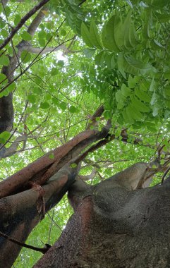 Ormanda yeşil yapraklar