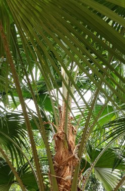 Hindistan cevizi ağacı doku arka plan.