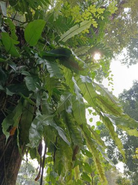 Bahçedeki yeşil ağaç