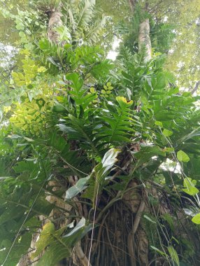 Ormandaki ağaçta yeşil yapraklar