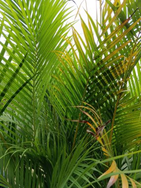 Palmiye ağacının yeşil yaprakları