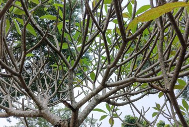 Bahçede yeşil yapraklar