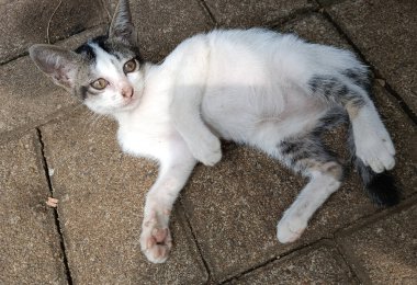 Yerde yatan sevimli kedi.