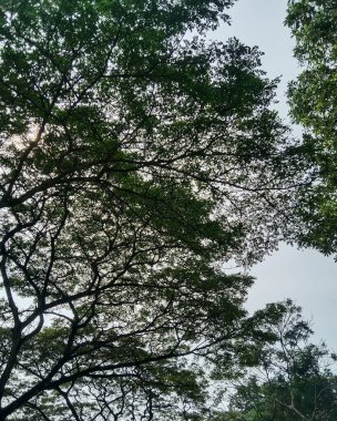 Ağaç gövdesi, bitki örtüsü ve doğa