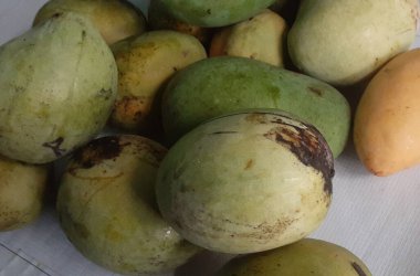 taze mango meyvesi yakın çekim