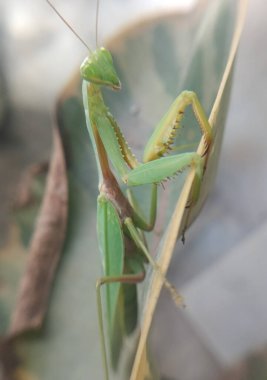 Bir dalda yeşil peygamber devesi, makro