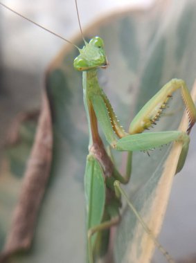 doğal yeşil iguana