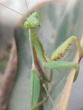Yeşil bir çekirgeye yaklaş