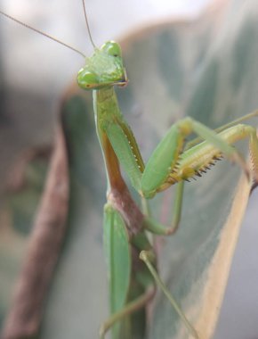 Yaklaş - yeşil bir çekirgeye