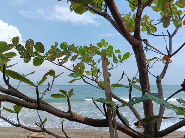 Palmiye ağaçları olan güzel bir sahil.